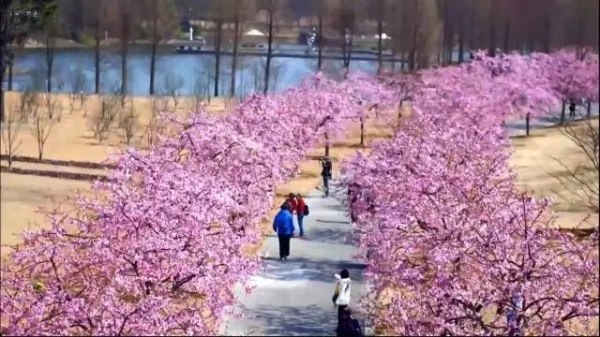 Sheshan in bloom: A sea of flowers in spring