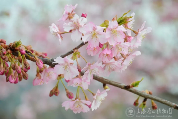 Sheshan in bloom: A sea of flowers in spring