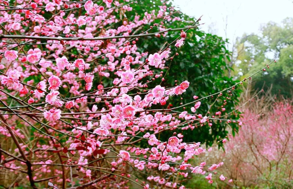 Sheshan in bloom: A sea of flowers in spring