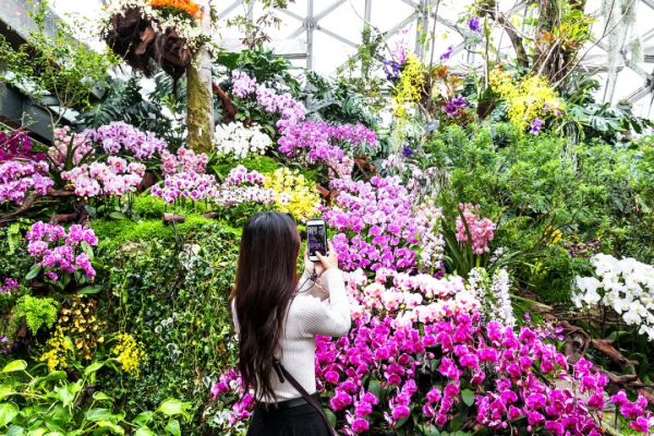 Shanghai International Orchid Show at Chenshan Botanical Garden