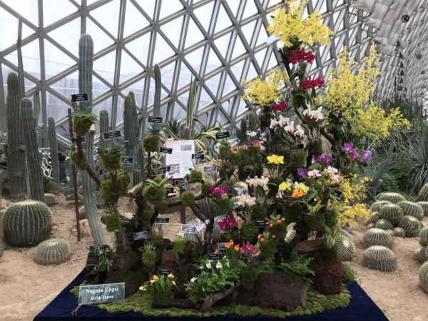 Shanghai International Orchid Show at Chenshan Botanical Garden