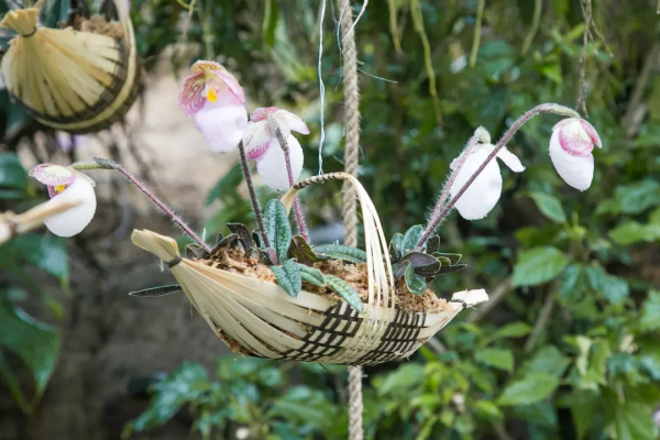 Shanghai International Orchid Show at Chenshan Botanical Garden