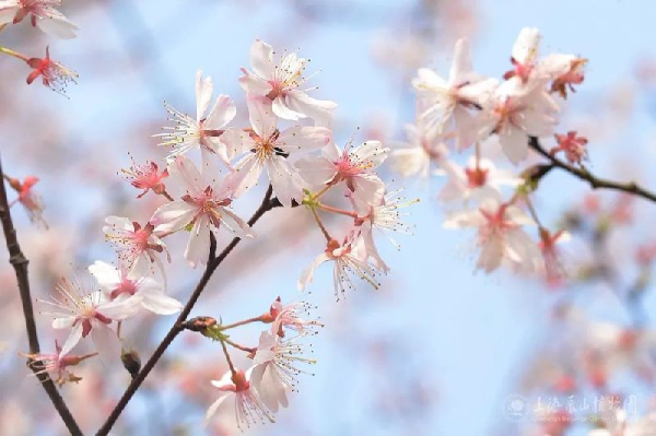 Sheshan cherry boulevard: a dreamlike pink world