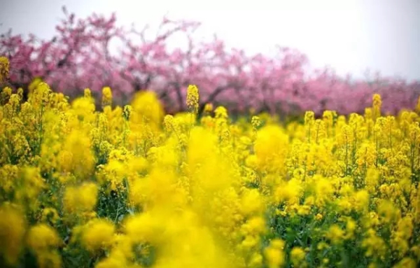 Guides to enjoy spring in Sheshan