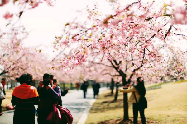 Guides to enjoy spring in Sheshan