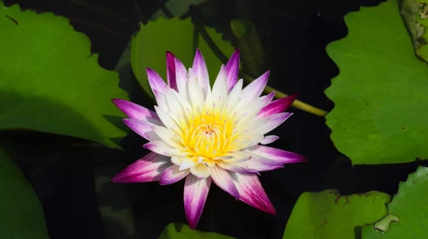 Cheshan to host water lily exhibition