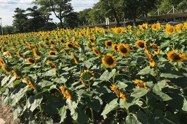 Fruit and flower exhibition gets underway in Chenshan