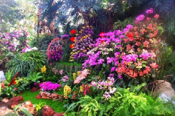 Chenshan Botanical Garden to host flowers extravaganza