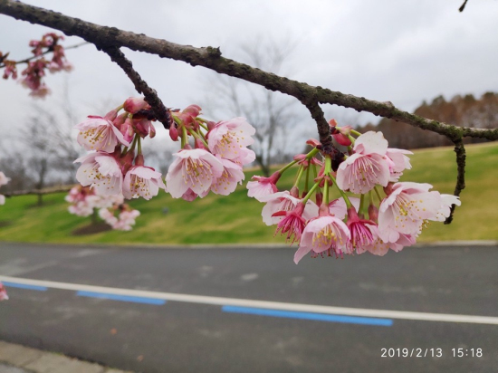 Cherry Blossoms bring spring to Sheshan