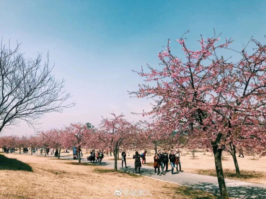 Early cherry blossoms dazzle Sheshan