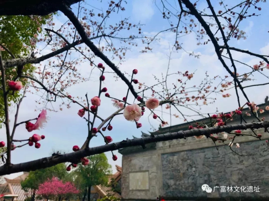 Plum blossoms seen at Guangfulin Relics Park