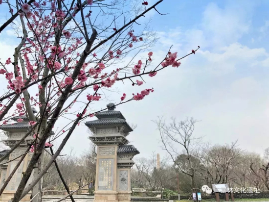 Plum blossoms seen at Guangfulin Relics Park