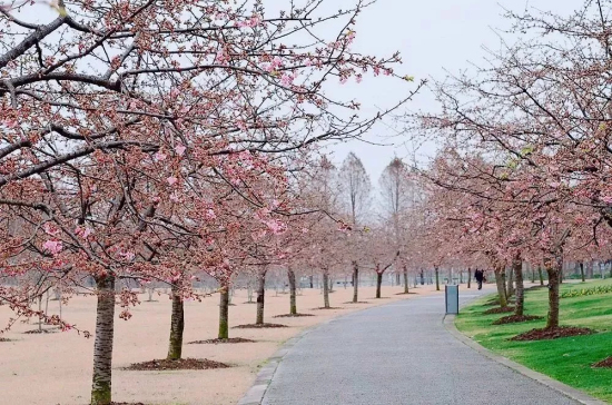Cherry blossoms in full bloom at Chenshan Botanical Garden