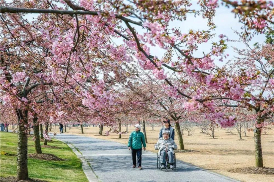 Cherry blossoms in full bloom