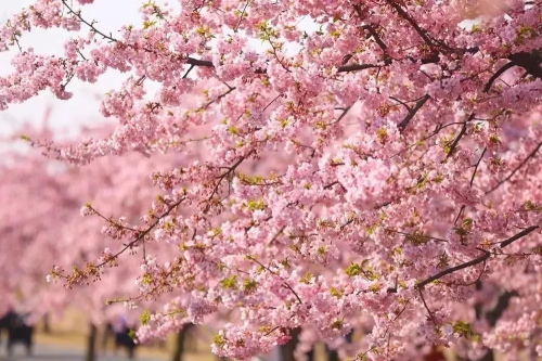 Chenshan Botanical Garden receives 22,000 tourists at weekend