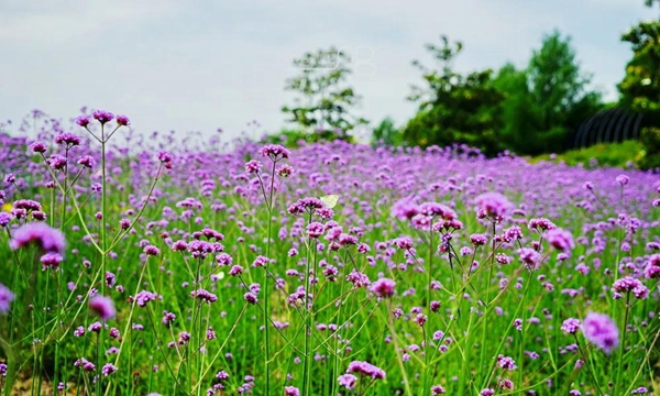 Chenshan Botanical Garden holds summer flower shows
