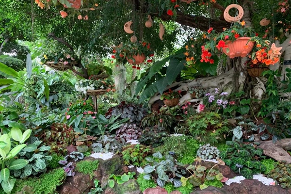 Begonia Show kicks off at Chenshan Botanical Garden