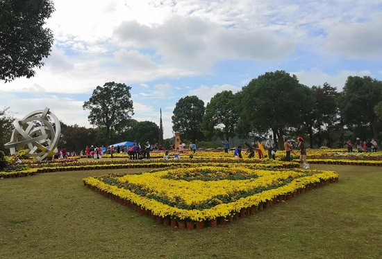 Enjoy colorful chrysanthemums at Shanghai Yuehu Sculpture Park