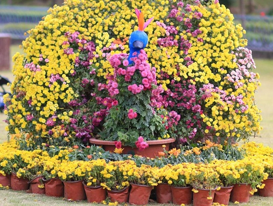 Enjoy colorful chrysanthemums at Shanghai Yuehu Sculpture Park