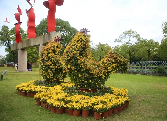 Enjoy colorful chrysanthemums at Shanghai Yuehu Sculpture Park