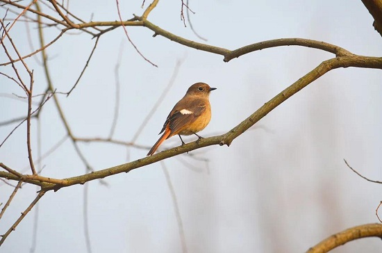 Go bird watching at Chenshan Botanical Garden