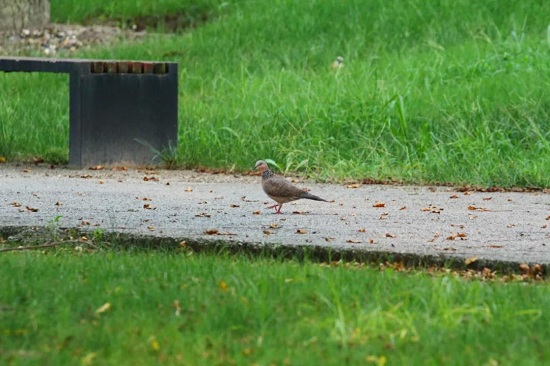 Go bird watching at Chenshan Botanical Garden