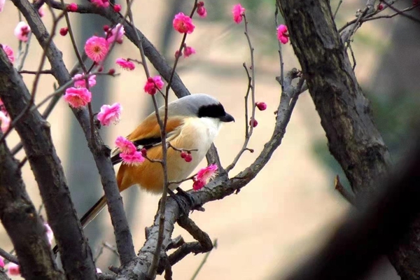 Go bird watching at Chenshan Botanical Garden