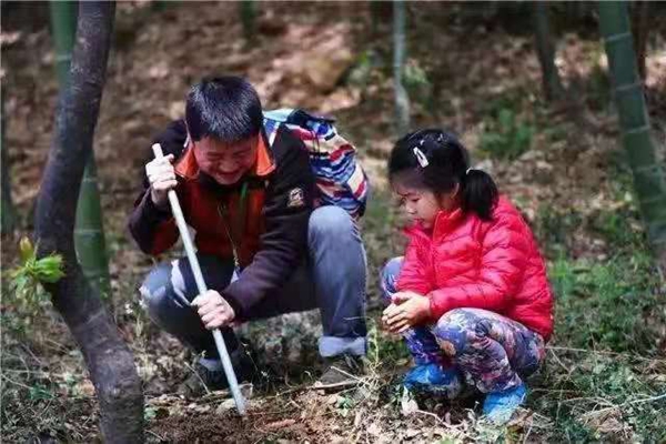 Come dig up Sheshan bamboo shoots, an Emperor's choice snack