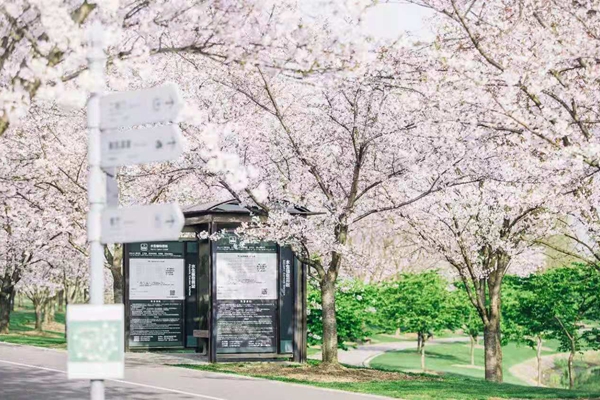 Elegant spring flowers bloom in Chenshan Botanical Garden