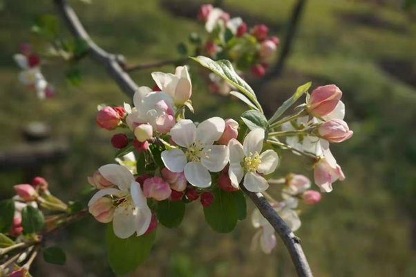 Elegant spring flowers bloom in Chenshan Botanical Garden