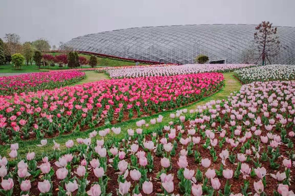 Elegant spring flowers bloom in Chenshan Botanical Garden