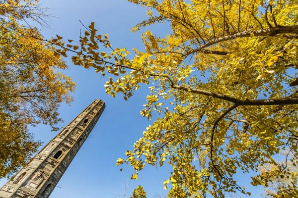 700-year-old ginkgo an impressive autumn sight