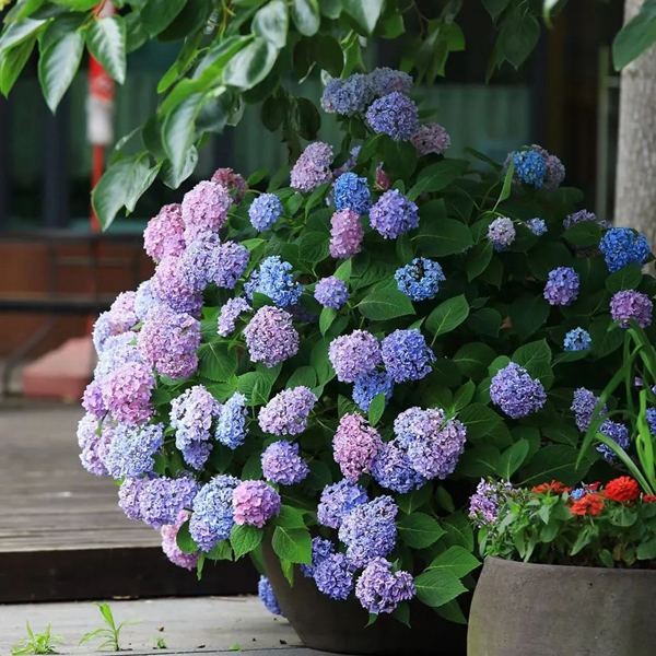 Hydrangeas in full bloom at Shanghai Chenshan Botanical Garden