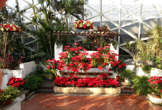 Plant exhibition adds Christmas atmosphere