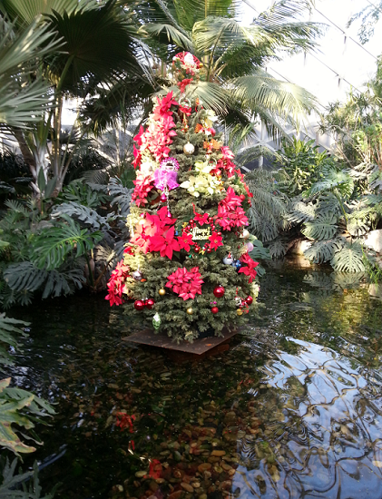 Plant exhibition adds Christmas atmosphere