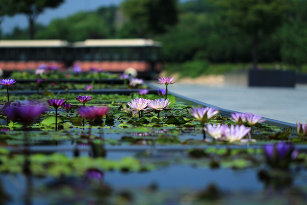 Flower shows in Chenshan throughout the year