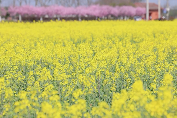 Rape flowers burst into sea of gold in Xiaokunshan