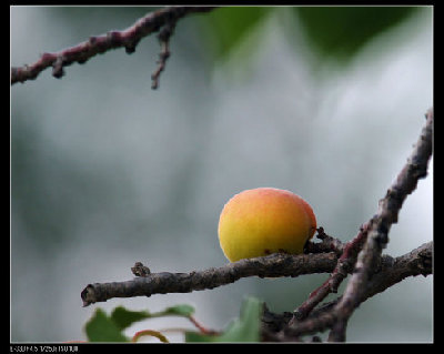 Yanggao preserved apricots