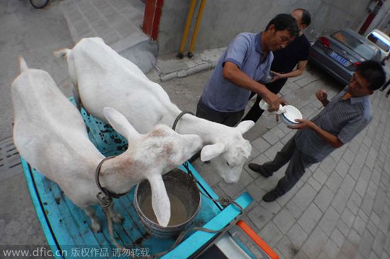 Farmer sells on-site goat milk in Shanxi