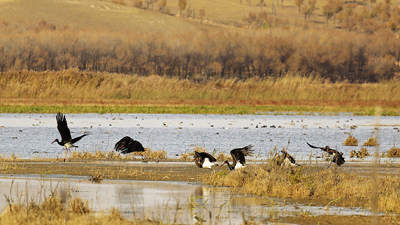 Migrating birds risk a lot