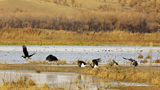 Datong becoming a veritable paradise for wildlife
