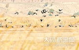 Datong becoming a veritable paradise for wildlife