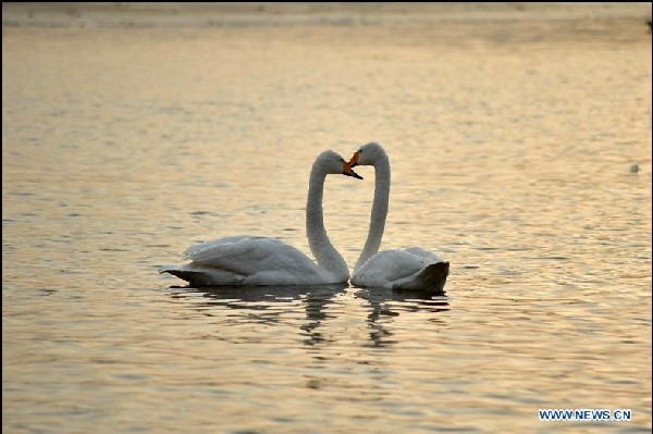 Swans from Siberia spend winter in China's Shanxi