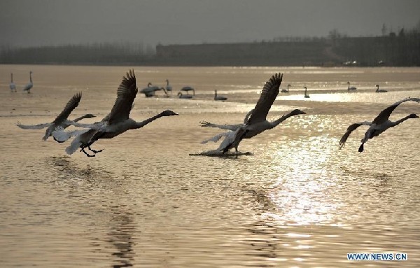 Swans from Siberia spend winter in China's Shanxi