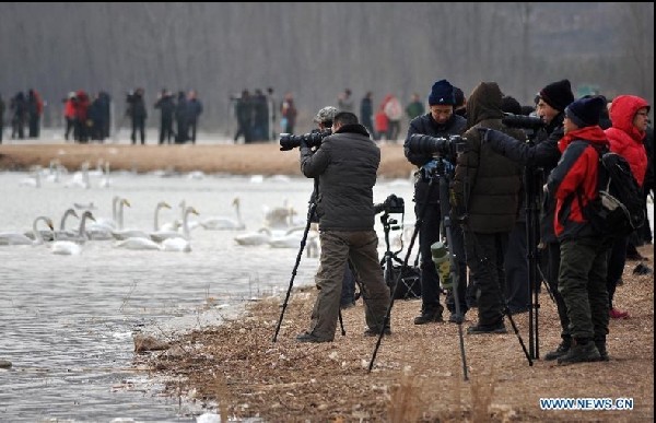 Swans from Siberia spend winter in China's Shanxi