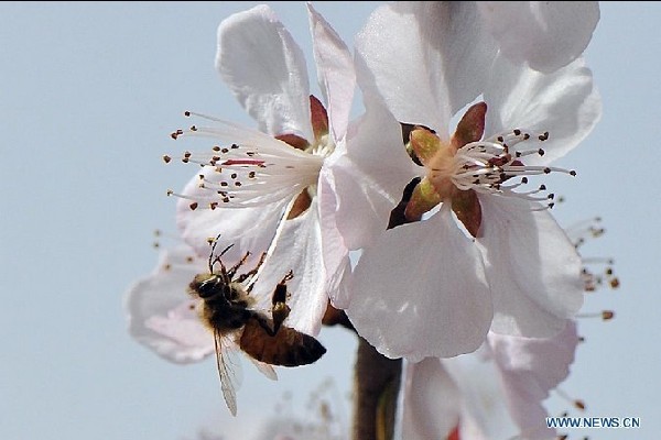 Bee gathers honey from flower in China's Taiyuan