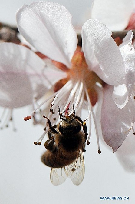 Bee gathers honey from flower in China's Taiyuan