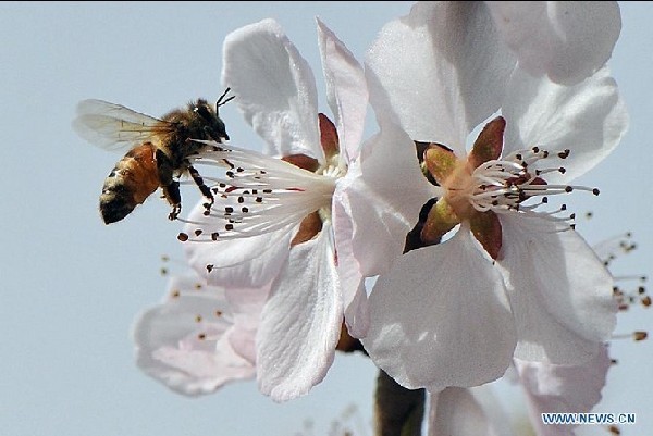 Bee gathers honey from flower in China's Taiyuan