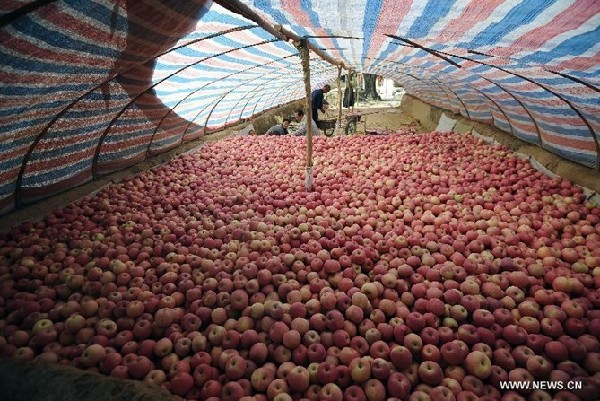 Apples harvest in China's Shanxi