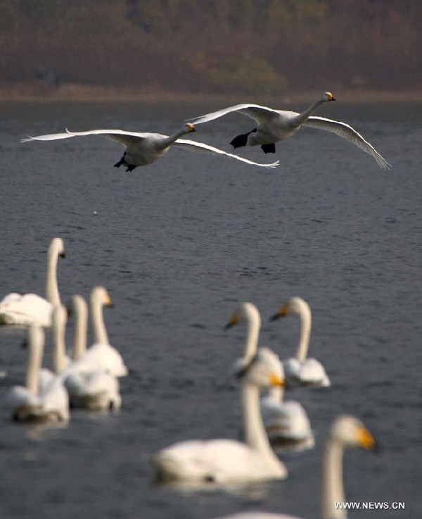 Swans take rest at wetland on Yellow River